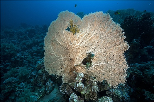 珊瑚,红海