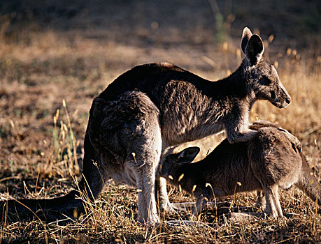 澳大利亚,袋鼠,家族,站立,草,大幅,尺寸