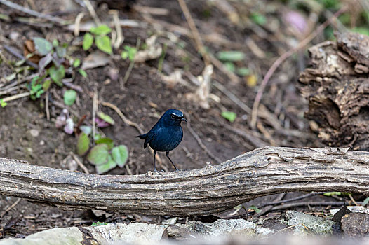 生活于潮湿森林中稠密矮竹丛集下的蓝短翅鸫鸟