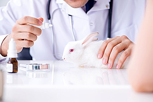 兽医,博士,检查,宠物,兔子,诊所
