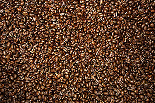 咖啡,阿拉伯咖啡,烤,咖啡豆,联系,山谷,西北地区,厄瓜多尔