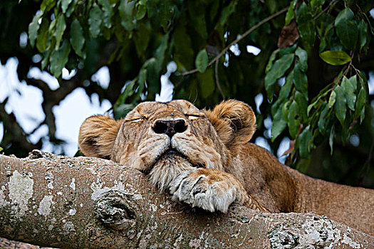 雌狮,树上,伊丽莎白女王国家公园,乌干达,只有,两个,狮子,人口,全球,嗜好,树
