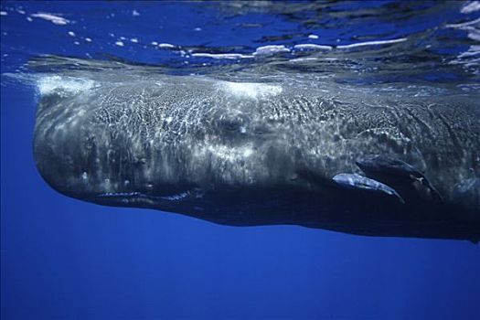 抹香鲸,平面,岛屿,日本
