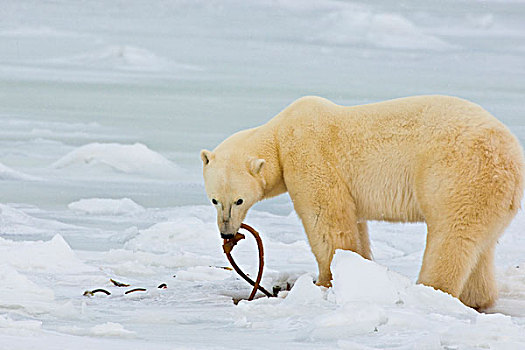加拿大,哈得逊湾,北极熊,吃,海藻,冰冻,湾