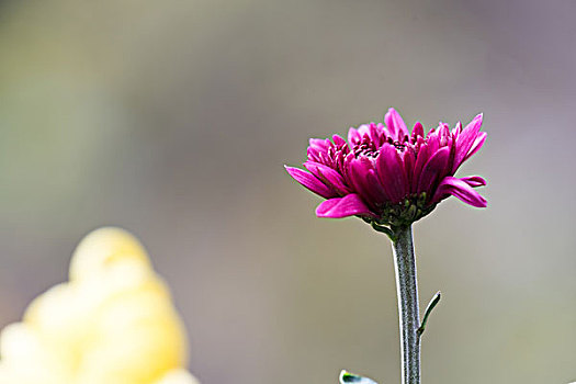 菊花特写