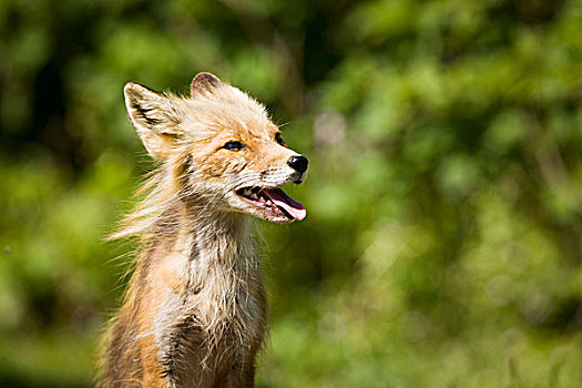 红狐,狐属,阿拉斯加,半岛,靠近,假的,西南方,美国