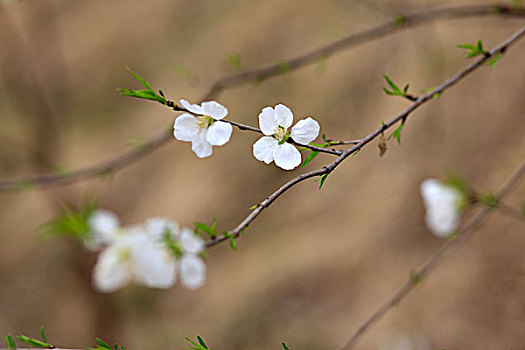 树枝,花