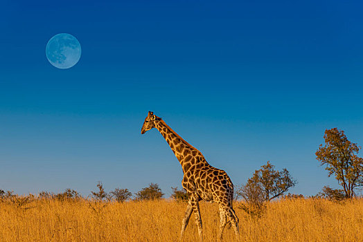 非洲大草原上漫步的长颈鹿