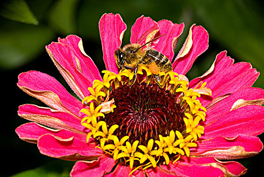 蜜蜂,意大利蜂,花,花粉,粘住,腿,荷兰