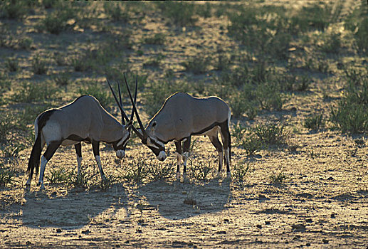 南非,卡拉哈迪大羚羊国家公园,两个,成年,雄性,南非大羚羊,羚羊,打斗,干枯河床