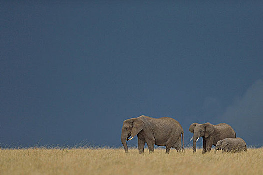 非洲象,三角形,马赛马拉国家保护区,肯尼亚,非洲