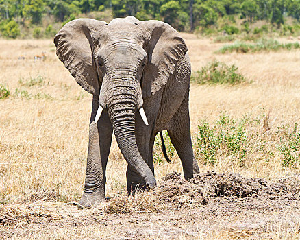 非洲,灌木,大象,非洲象,马赛马拉,裂谷省,肯尼亚