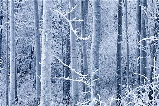 霜,涂层,桦树,树林,靠近,河,阿拉斯加,冬天