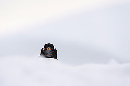 巴布亚企鹅,雪中,岛屿,南极