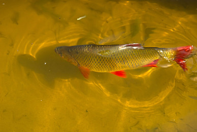 淡水魚圖片_淡水魚高清圖片_全景視覺