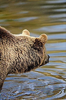 近摄,欧亚,棕色的熊,熊棕熊棕熊,站在水,巴伐利亚森林,巴伐利亚,德国