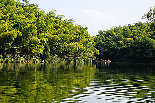 竹林竹海竹子和干净的湖,漂亮的风景