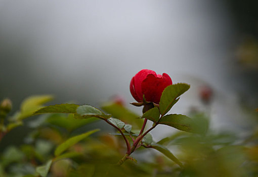 乡村阡陌间的野生蔷薇