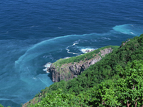 岬角,海岸,树林