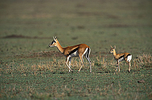 肯尼亚,马塞马拉野生动物保护区,幼仔,瞪羚,汤氏瞪羚