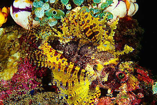保护色,礁石,印度尼西亚