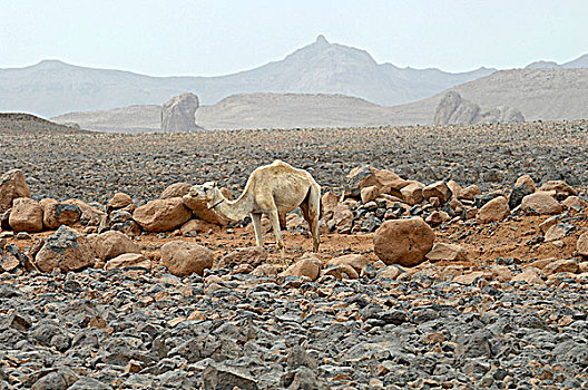 阿尔及利亚,区域,阿哈加尔,荒芜,单峰骆驼