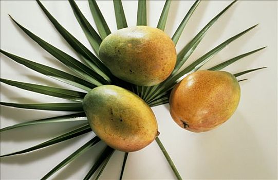三个,芒果,棕榈叶