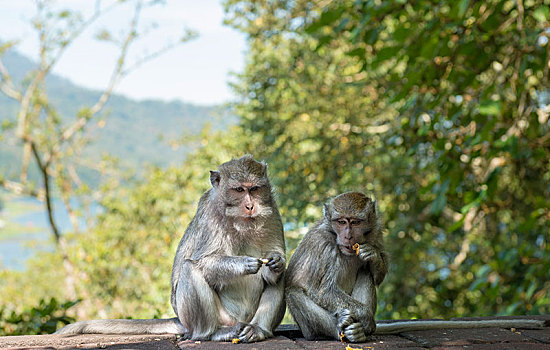 两个,短尾猿,食蟹猴,吃,巴厘岛,印度尼西亚,亚洲