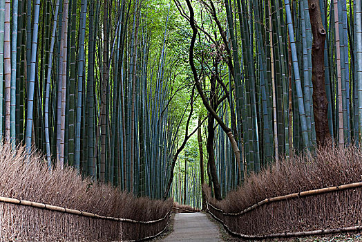 风景,小路,排列,高,竹子,树