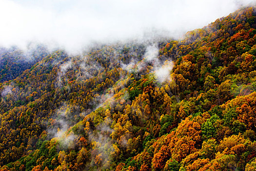 百花山