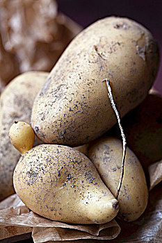 土豆,品种,水果布丁