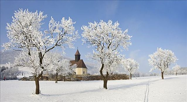 教堂,霜冻,果树,下奥地利州,奥地利,欧洲