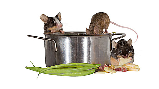 三个,老鼠,调查,厨房
