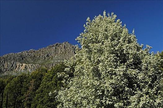 树,奥弗兰,摇篮山,国家公园,塔斯马尼亚,澳大利亚
