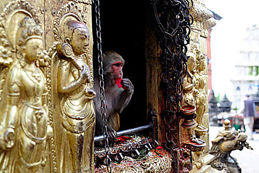 猴子,佛教寺庙,复杂,斯瓦扬布纳特佛塔,佛塔,加德满都,尼泊尔,亚洲