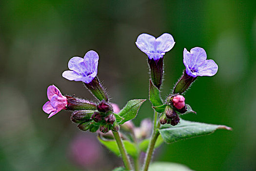 日兜藓,花