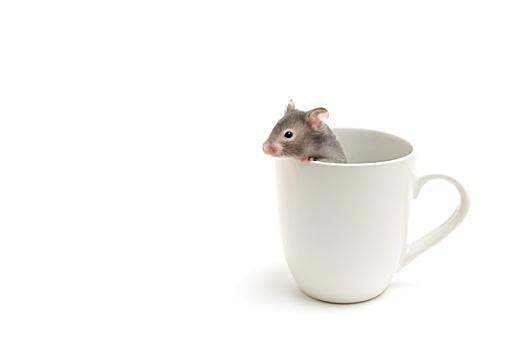 仓鼠,咖啡杯,白色背景