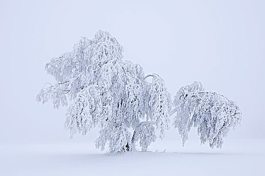 落叶松属植物,遮盖,白霜,雪,巴登符腾堡,德国,欧洲