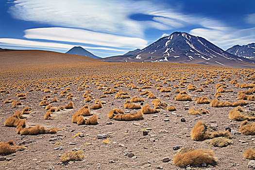 高原,草,挨着,火山,荒芜,阿塔卡马沙漠,智利