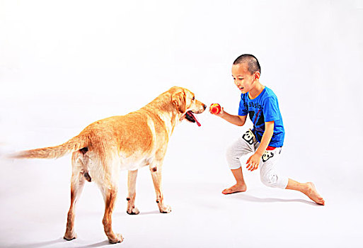 狗,拉布拉多,导盲犬,动物,表演,温顺,忠诚,游戏,男孩,伙伴,孩子,5