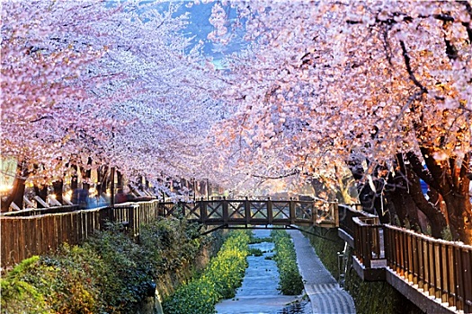 樱花,釜山,城市,韩国