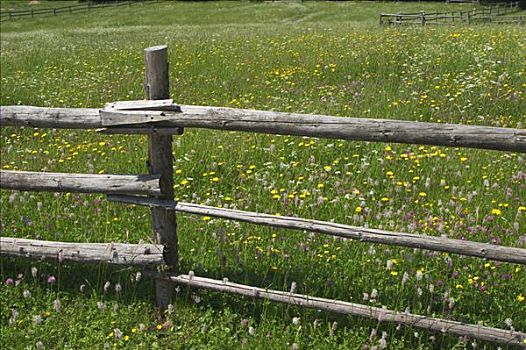 草地,花,栅栏,斯洛文尼亚