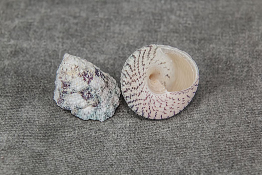 海洋生物软体动物门马蹄螺装饰品