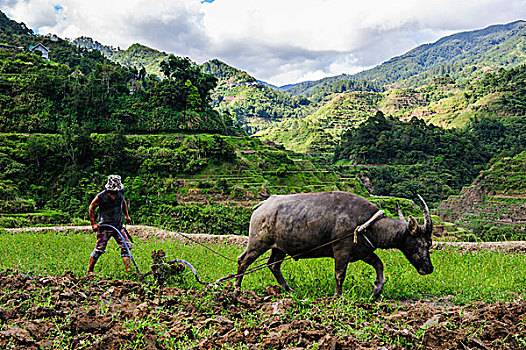 水牛,耕作,世界遗产,稻米梯田,巴纳韦,北方,吕宋岛,菲律宾