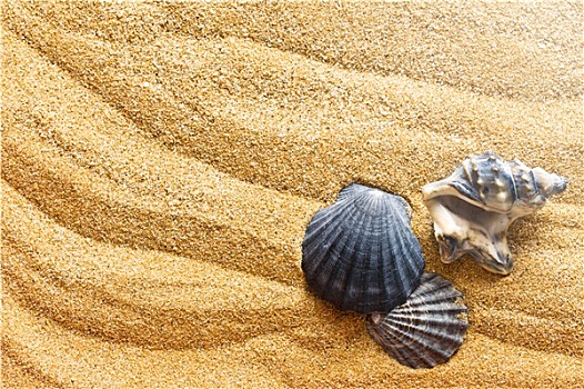 海螺壳,沙滩
