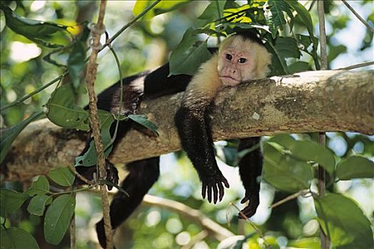 猴子,休息,哥斯达黎加