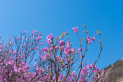 青岛大珠山杜鹃花