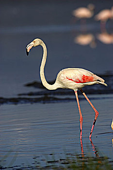大红鹳,大火烈鸟,水中,纳库鲁湖,肯尼亚