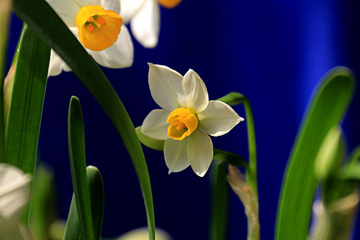 水仙花