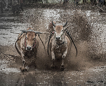 印尼,水田,奔牛,速度,飞溅